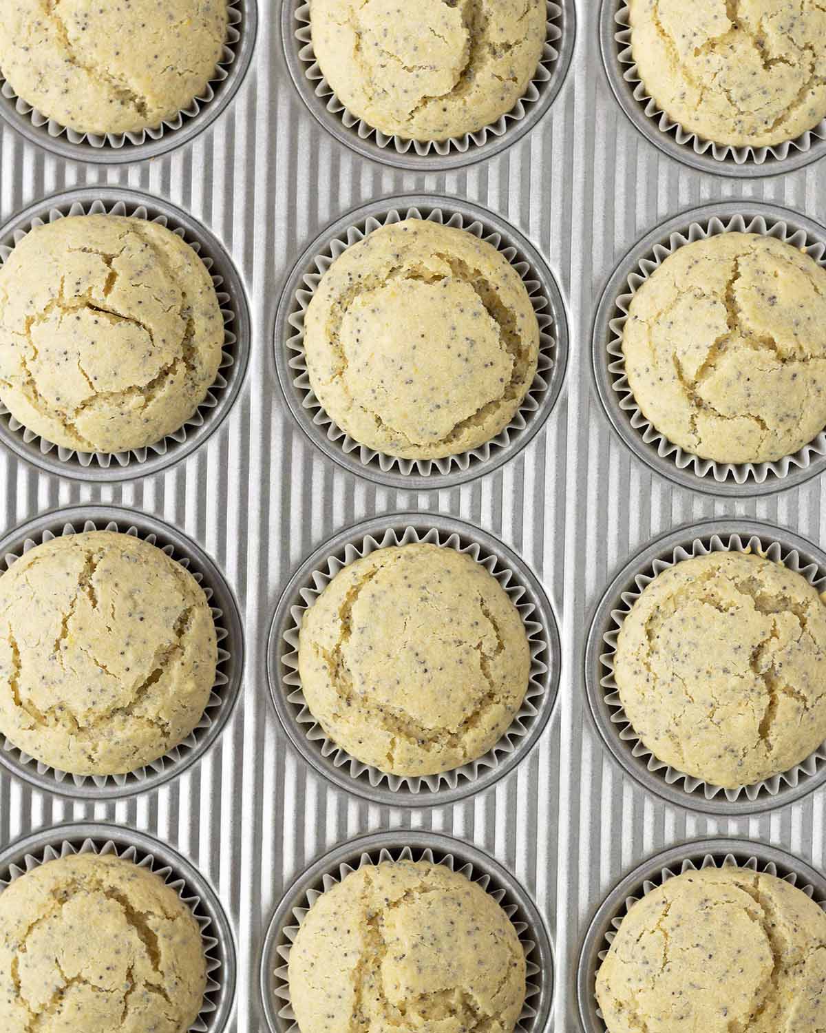 Overhead shot of a muffin pan filled with frehsly baked lemon poppy seed muffins.
